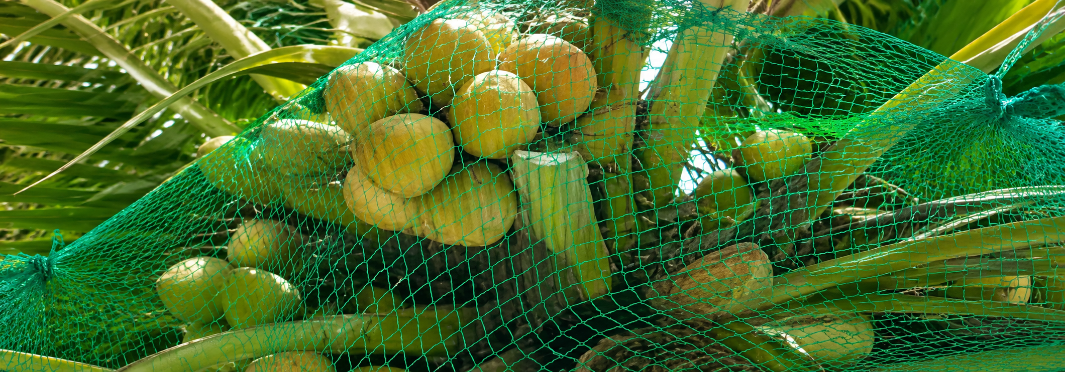 Coconut Tree Safety Nets in Chennai by SNK Pigeon Nets for protection from falling coconuts