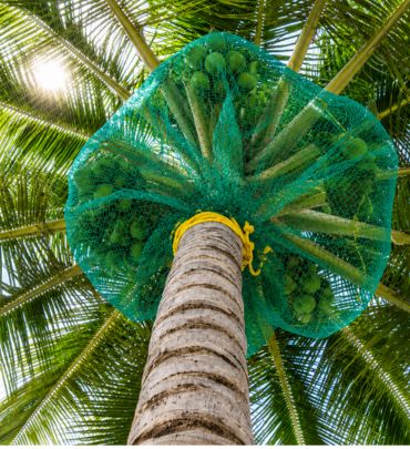 Coconut Tree Safety Nets in Chennai by SNK Pigeon Nets